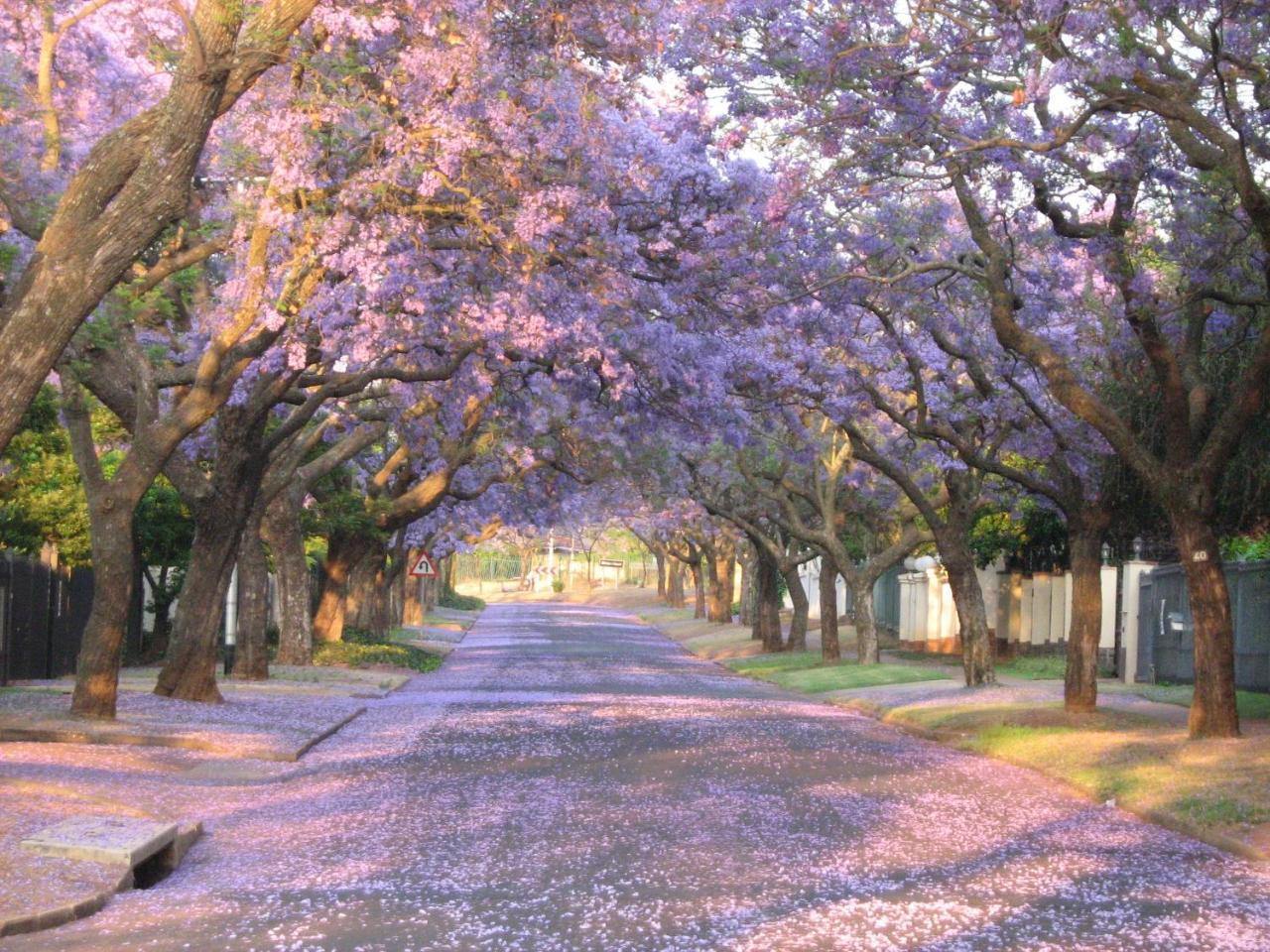 3@Marion Guest House Pretoria Luaran gambar